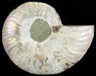 Agatized Ammonite Fossil (Half) #68812-1
